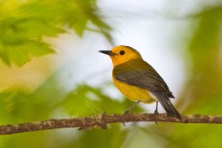 Prothonotary Warbler (Pronotaria citrea)